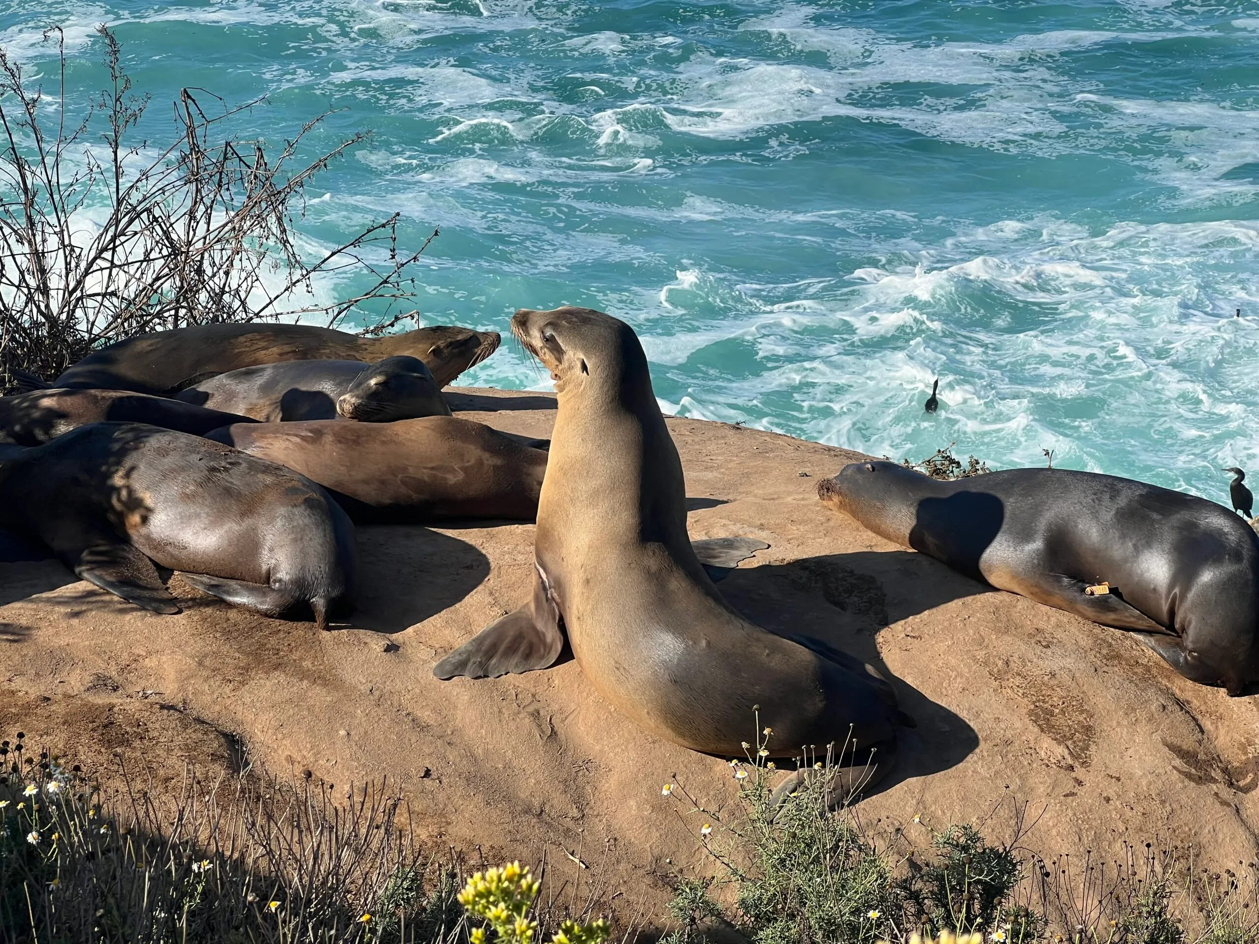 Seals and Sea Lions at La Jolla Cove