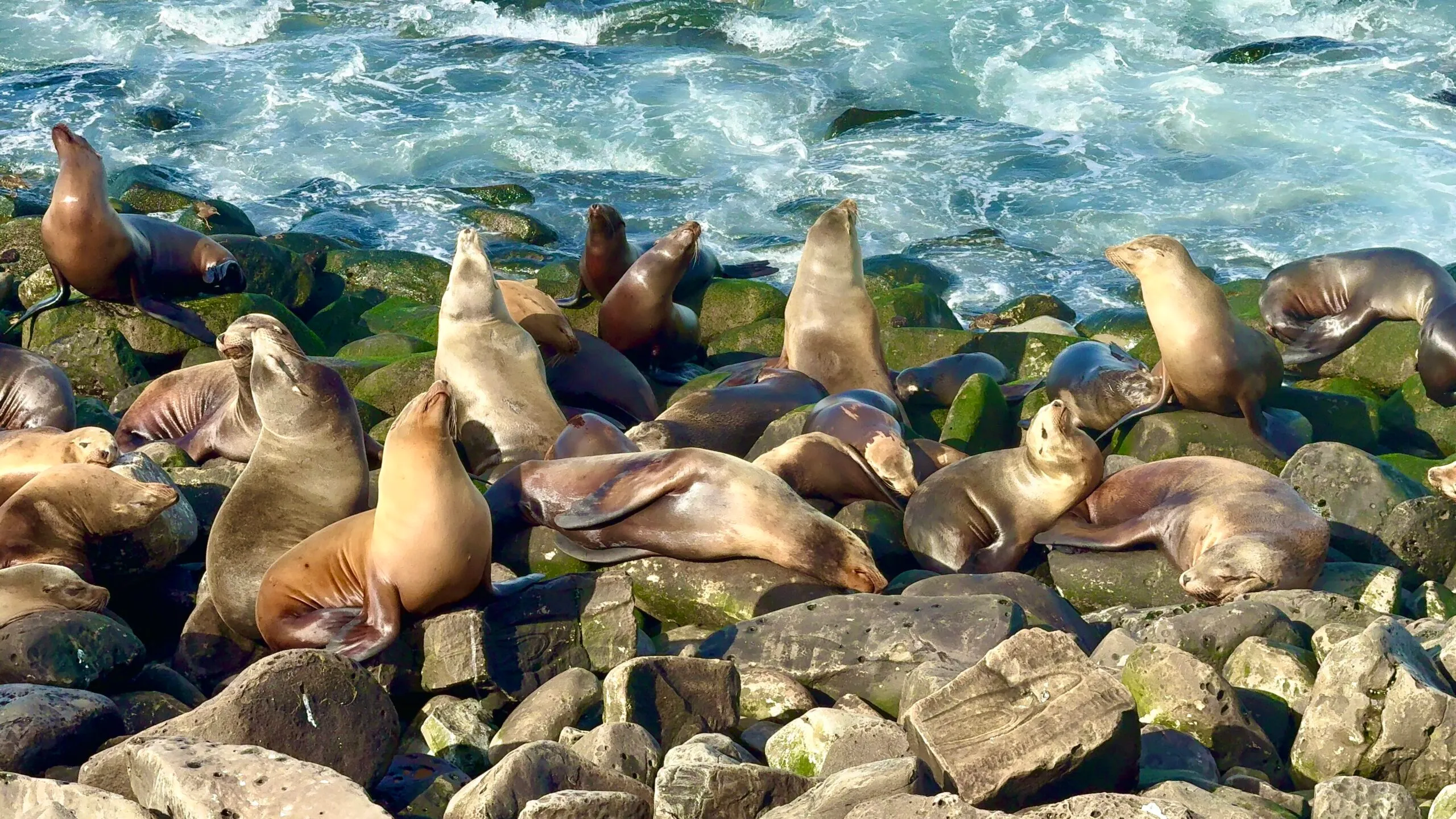 La Jolla Seals
Top 15 Things To Do In San Diego