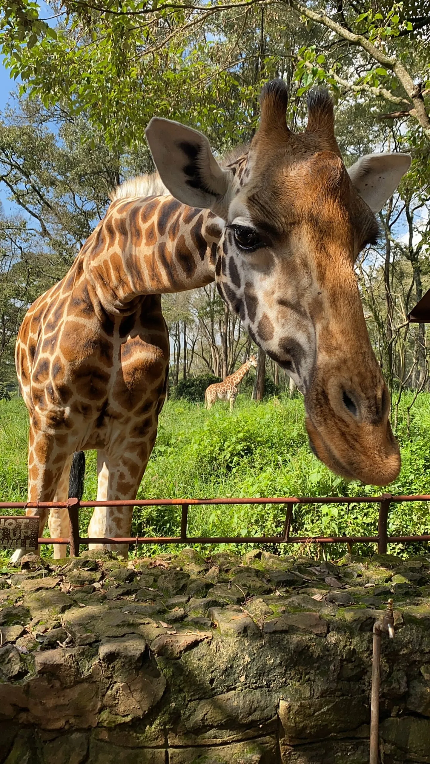 Photo of giraffe