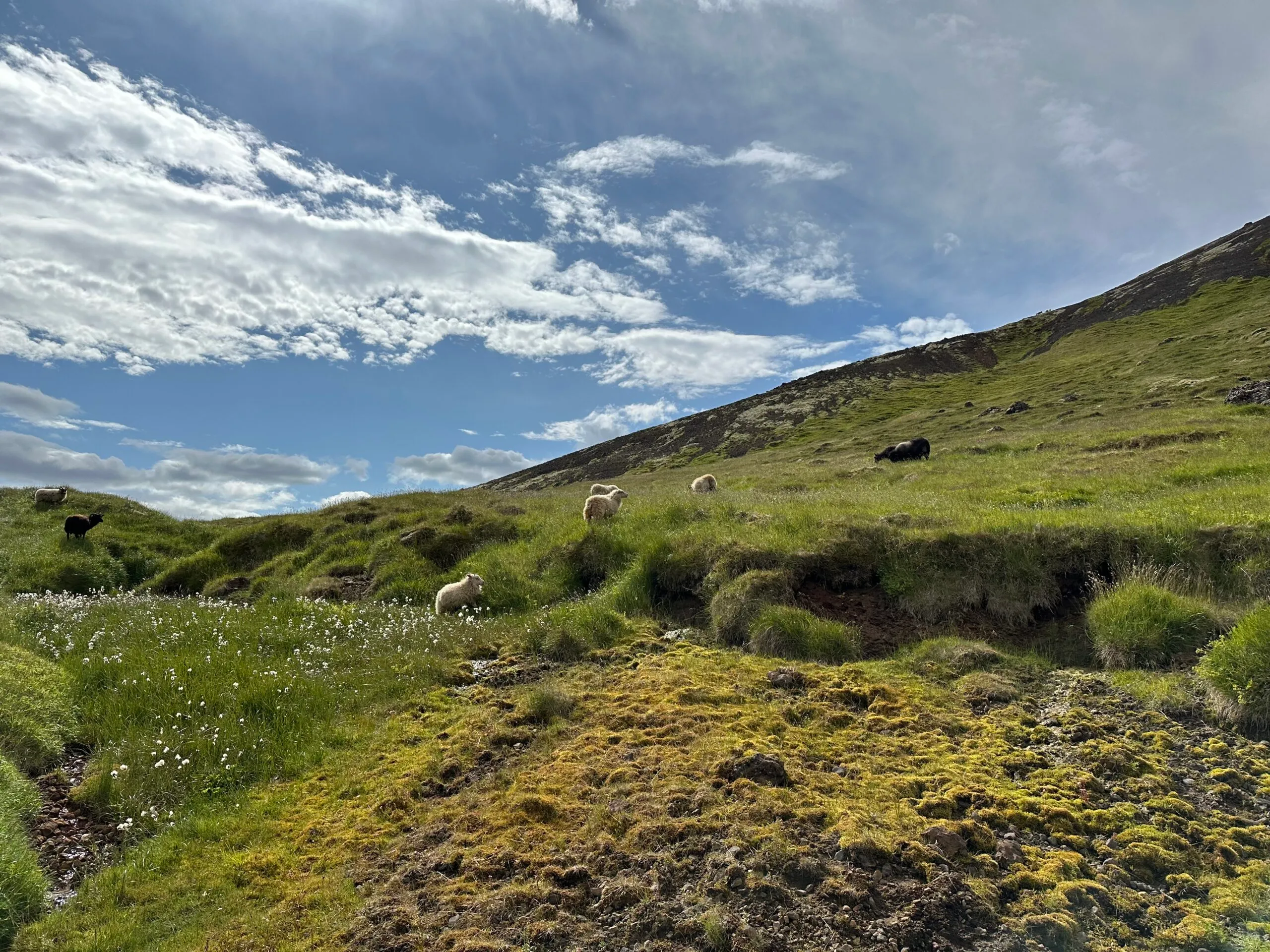 Sheep in the rural fields of Iceland along the Golden Circle
