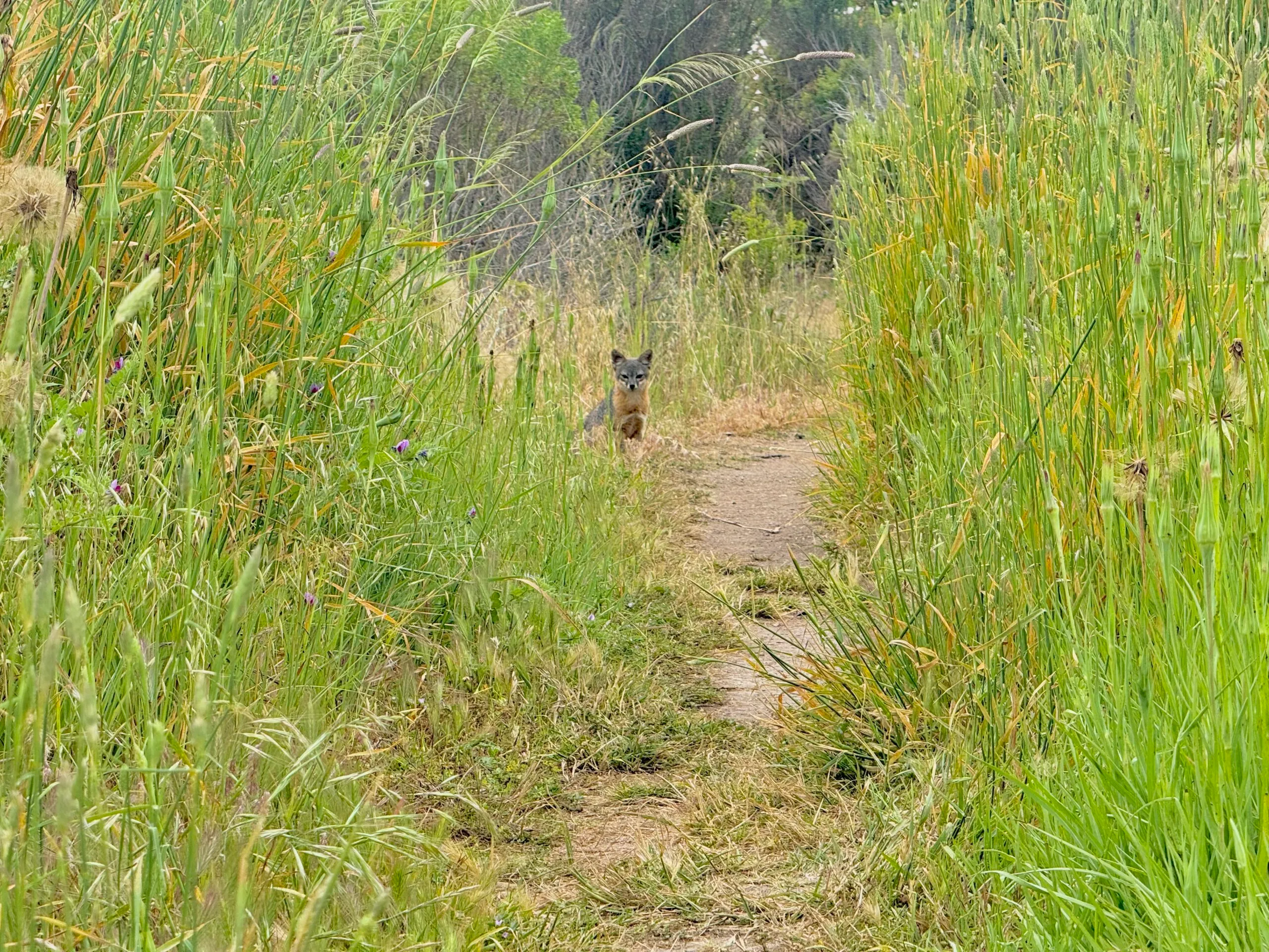 Guide to Santa Cruz Island Day Trip, Channel Islands National Park